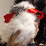 Nadine Njeim Instagram - Whito is my rabbit 😂