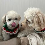 Nana Yamada Instagram – 12月24日ですね🎅❤️💚
みんなクリスマスイブ楽しんでるのかな〜〜☺️？

わたしは藤江さんから恐ろしいLINEが届いたイブです☺️笑