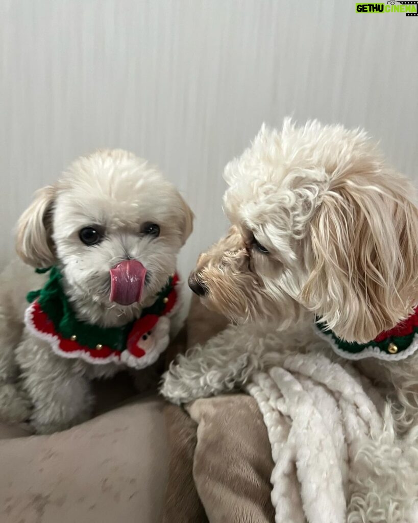 Nana Yamada Instagram - 12月24日ですね🎅❤️💚 みんなクリスマスイブ楽しんでるのかな〜〜☺️？ わたしは藤江さんから恐ろしいLINEが届いたイブです☺️笑