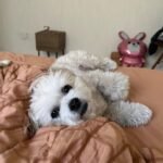Nana Yamada Instagram – いぬと暮らすとかわいいとえらいね〜で１日おわる🥹🤝

お散歩でドテドテ歩くのもえらいし、トイレするのもえらいし、ごはん食べるのもえらいし、遊ぶのもえらいし、0.1秒できざんでもかわいいのきわみすぎてえらい。
かわいいとひきかえにわたしの語彙力なくなるのももはやもう幸せだしえらい。

いつもほんとにかわいくてありがとう🥹💞