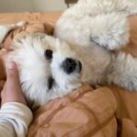 Nana Yamada Instagram – いぬと暮らすとかわいいとえらいね〜で１日おわる🥹🤝

お散歩でドテドテ歩くのもえらいし、トイレするのもえらいし、ごはん食べるのもえらいし、遊ぶのもえらいし、0.1秒できざんでもかわいいのきわみすぎてえらい。
かわいいとひきかえにわたしの語彙力なくなるのももはやもう幸せだしえらい。

いつもほんとにかわいくてありがとう🥹💞