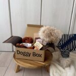 Nana Yamada Instagram - 今月のDoggyboxが届いたよ🧺🥨 相変わらずおやつ泥棒をしていたので動画に🚔 バレた！って顔ちゃんとしてる😂🌱 ゆきちまるは相変わらず仏のように ほぼ動きませんがおやつのときだけは機敏だよ🧸 今月のおもちゃは、 クロワッサンとプレッツェル🥐🥨 ケア用品は肉球クリーム🐾 おやつはりんごチップと仔牛肉ジャーキー🍎 そして馬肉ふりかけ🤤 毎回ばくばく食べてます😌🌱 楽しいね、おいしいねぇ〜〜☺️♡ #ドギボ #doggybox #pr