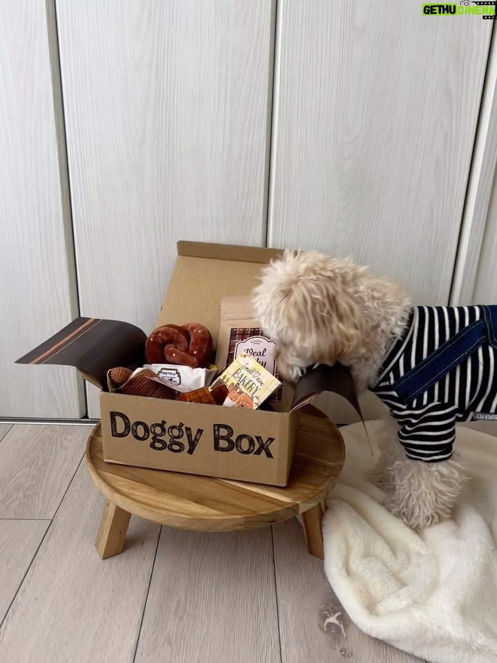 Nana Yamada Instagram - 今月のDoggyboxが届いたよ🧺🥨 相変わらずおやつ泥棒をしていたので動画に🚔 バレた!って顔ちゃんとしてる😂🌱 ゆきちまるは相変わらず仏のように ほぼ動きませんがおやつのときだけは機敏だよ🧸 今月のおもちゃは、 クロワッサンとプレッツェル🥐🥨 ケア用品は肉球クリーム🐾 おやつはりんごチップと仔牛肉ジャーキー🍎 そして馬肉ふりかけ🤤 毎回ばくばく食べてます😌🌱 楽しいね、おいしいねぇ〜〜☺️♡ #ドギボ #doggybox #pr