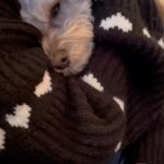 Nana Yamada Instagram – 最近のいろいろ🐕🤎

特にこれといった日常の変化はないけど、
最近仲良くなったお友達が犬に貢いでくれたり🍭笑
後口さんと会ってやる気がみなぎったり🫡♡
久しぶりにワンピースきたらそわそわしたり👜
なんとなく手にとってみた本とか…📖
寝起きの寝ぼけてそうなこまちも撮りました📷

あとは「冬と春」を聴いてます🎧もう歌えます🥹笑