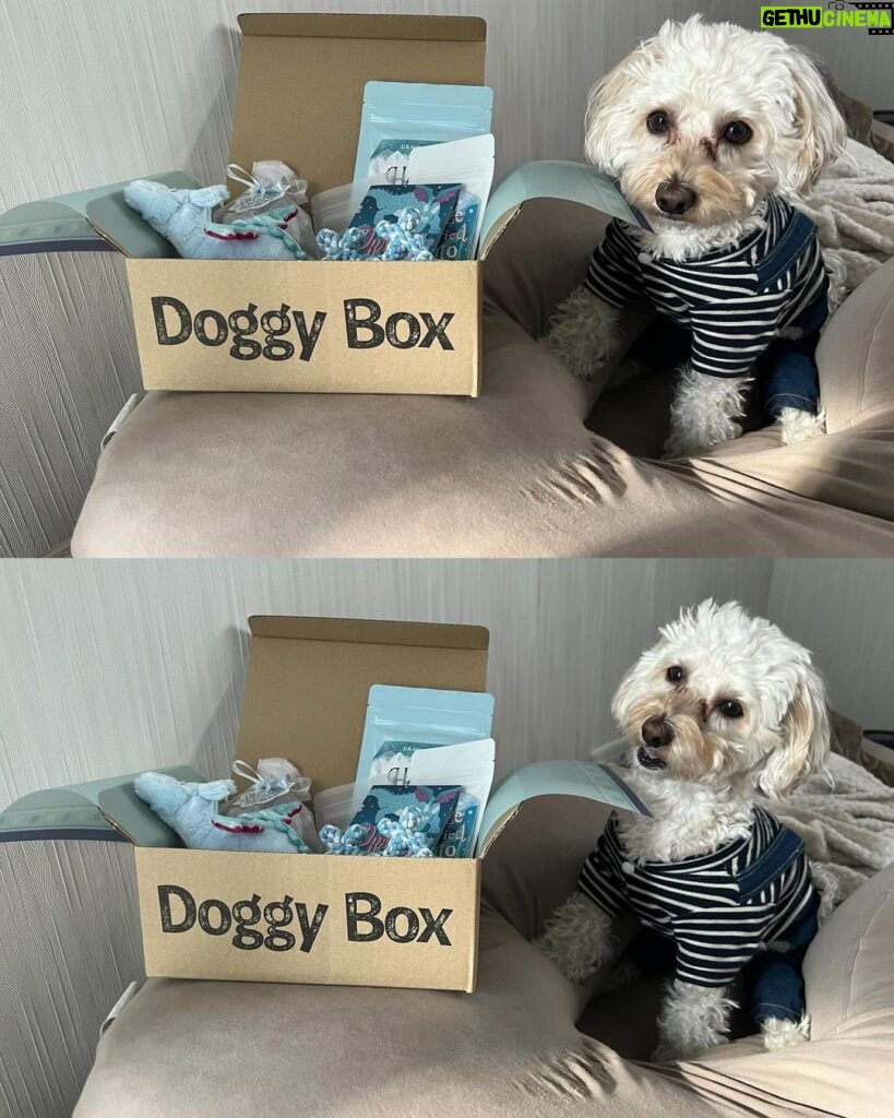 Nana Yamada Instagram - 今月のdoggy box 🐕🤎 今月のテーマは”SNOW DRAGON”🐲❄️ おもちゃ2つにジャンプー🛁 フリーズドライ北海道ポテト🍟 粗挽きスナック鶏ささみ🍖 馬アキレス薄延べ🐩 (私のおやつより豪華ではっ🫣？笑) 今月も早速おやつ泥棒でした☺️♡ 動画もみてね〜〜🙇🏻‍♀️ #doggybox #ドギボ #PR