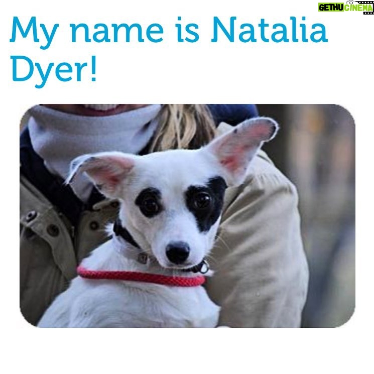 Natalia Dyer Instagram - Yo NY anybody need a sweet lil pup to help you fight off the demogorgon? 🙏🐶👉 badassbk.com