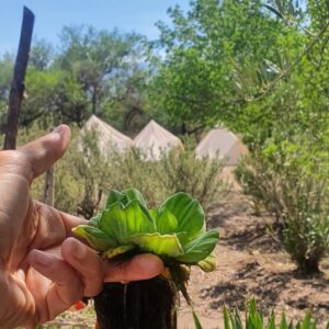 Natalia Lobo Instagram - Algunas imagenes  de la hermosa  experiencia co creada con mi compañera de aventuras  Nanda de @tierradeoromerlo ....un viaje cargado de proposito , entrega , amor , naturaleza , aprendizaje , coneccion , alegria , magia  y verdad 

Gracias a todos los guardianes de la tierra que nos acompañaron !!
@tomiqente 
 @altascocineras.organikfood 
@maricruzabatedaga 
@seiboandresoppizzi 
 @aqui_y_ahora_donde.sea 
@erolotz
@chachabur
@diana_dina
 @salta_la_rana
@stephanerutman 
@pupyortiz
@silvestreloboo
 
Y a los amigos que amorosamente viajaron con nosotrxs !!!

Juntos atravesamos El Portal 

Gratitud , alegria y amor 🤍🧚‍♂️

Habitando mi nueva realidad !!!

Continuara .....

#elevarlafrecuencia
#amorporlanaturaleza
#creandonuestrapropiarealidad