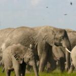 Natalie Portman Instagram - I loved narrating #SecretsOfTheElephants, a look at how we’re all connected, how elephants are more like us than we think — premiering TN 9/8c @natgeotv, streaming on #EarthDay 4/22 @disneyplus.