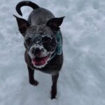 Natalie Stovall Instagram - My little athlete!!! She’d never stop playing if we didn’t make her come in 😂 #BradyBelle . . . . #slowmotion #rescuepup #playislife #bostonterriermutt #bostonterrier #pittiemutt #flip