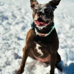 Natalie Stovall Instagram - I never believe the forecast when it says it’s gonna snow in Tennessee. Too many times as a kid praying to just see a few flakes…. But this is the most snow I’ve ever seen in TN!!! It’s insane. And Brady is as happy in the snow as I am and we have to make her come in 😂❄️❄️🤍🤍 #snowweek #sohappy