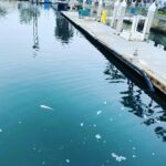 Natalya Rudakova Instagram - Gone fishin’ 🎣 Marina del Rey, California