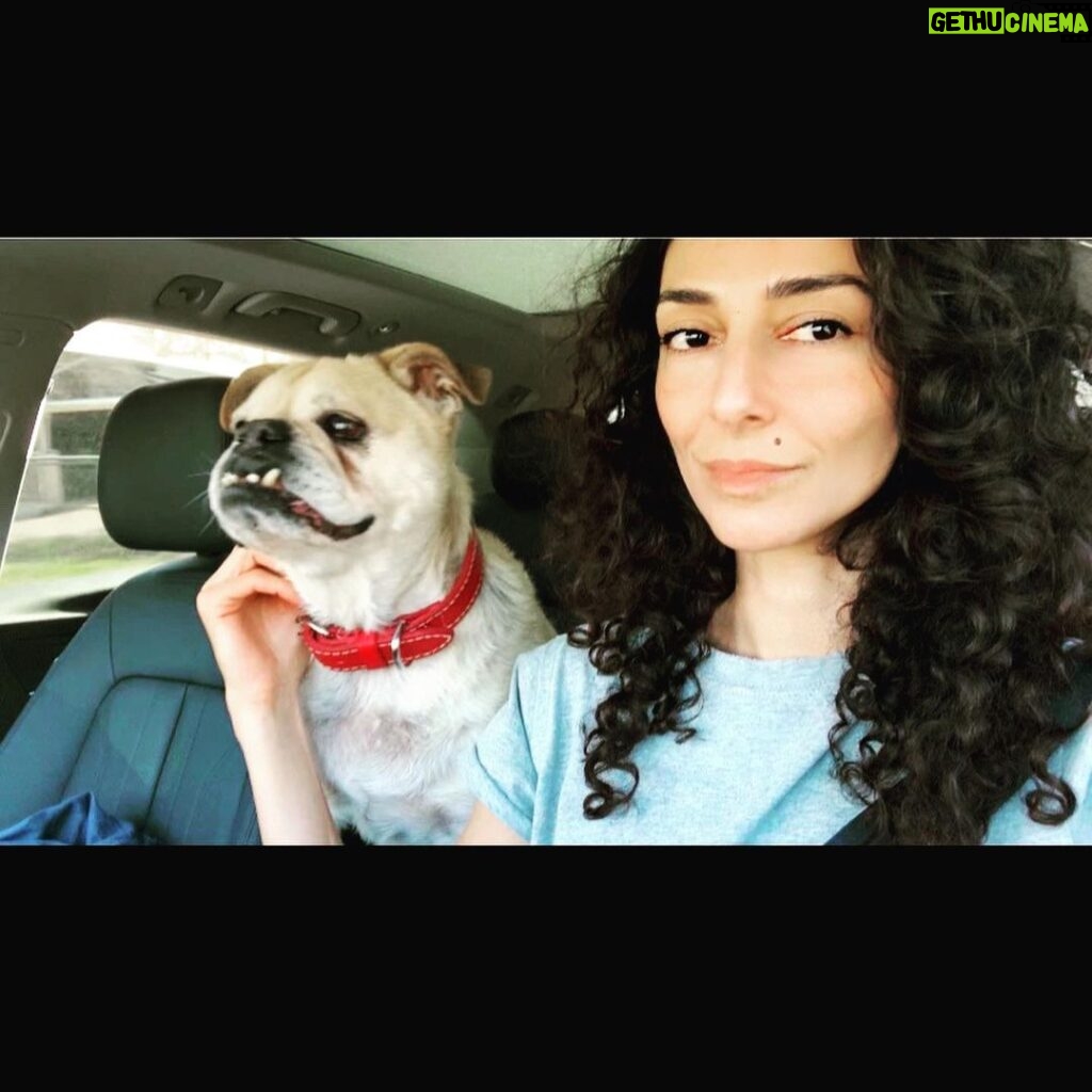 Necar Zadegan Instagram - We had to say goodbye to our beloved Charlie this week. And it was tough. Charlie, my sweet Charlie, I will miss you so. Here are some photos of when he was with us, always, wherever we were. Charlie, an absolute gentleman and the truest friend, thank you for everything, your place will forever be empty here. ❤️❤️❤️ @imarminamiri