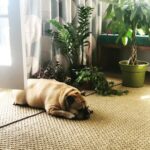 Necar Zadegan Instagram - We had to say goodbye to our beloved Charlie this week. And it was tough. Charlie, my sweet Charlie, I will miss you so. Here are some photos of when he was with us, always, wherever we were. Charlie, an absolute gentleman and the truest friend, thank you for everything, your place will forever be empty here. ❤️❤️❤️ @imarminamiri