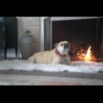 Necar Zadegan Instagram - We had to say goodbye to our beloved Charlie this week. And it was tough. Charlie, my sweet Charlie, I will miss you so. Here are some photos of when he was with us, always, wherever we were. Charlie, an absolute gentleman and the truest friend, thank you for everything, your place will forever be empty here. ❤️❤️❤️ @imarminamiri