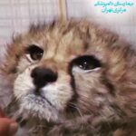 Neda Ghasemi Instagram - .💔 زنده بمون پیروز 😔 😭😭😭 نباشه اون اشک تو چشات 💔💔💔💔💔 خواهش میکنم زنده بمون 😭😭😭 #پیروز #یوز_پلنگ #یوزپلنگ_ایرانی #یوز_ایرانی #خطر_انقراض_یوزپلنگ_ایران #خطر_انقراض
