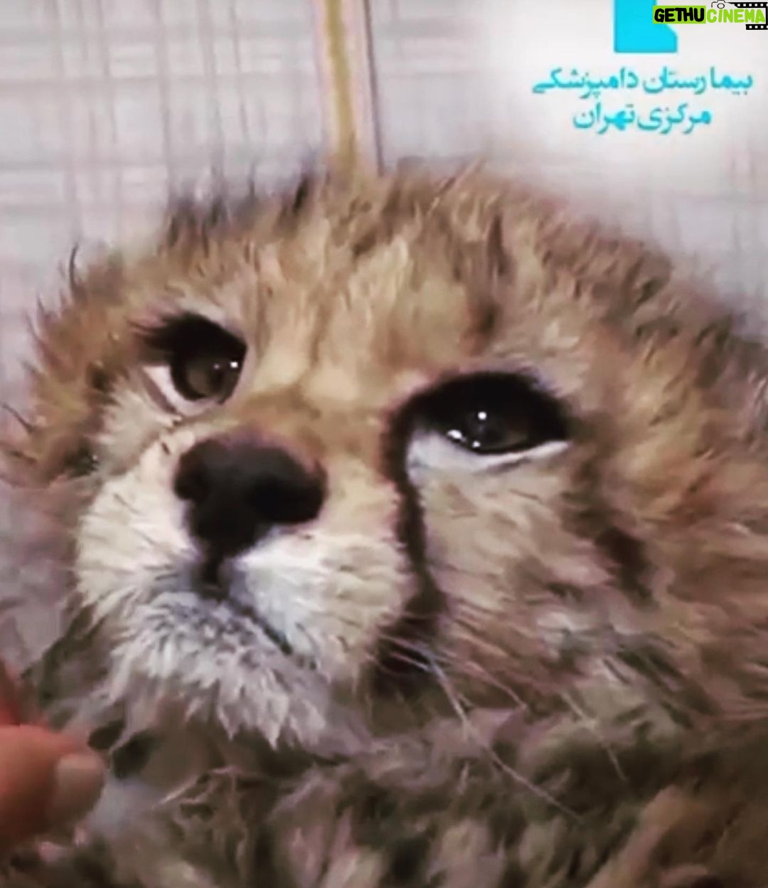 Neda Ghasemi Instagram - .💔 زنده بمون پیروز 😔 ðŸ˜ðŸ˜ðŸ˜ نباشه اون اشک تو چشات 💔💔💔💔💔 خواهش میکنم زنده بمون ðŸ˜ðŸ˜ðŸ˜ #پیروز #یوز_پلنگ #یوزپلنگ_ایرانی #یوز_ایرانی #خطر_انقراض_یوزپلنگ_ایران #خطر_انقراض