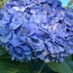 Neha Sharma Instagram - 💙💙 Cape Cod