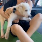 Neha Sharma Instagram – Look who I bumped into at the gym 😍🐾 #dogs #doglover #dogsofinstagram