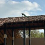 Neha Sharma Instagram - One Aman at a time…. @amanwella_resort @aman #Amanwella #TheSpiritofAman #AmanResort #AmanFoodie
