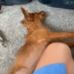 Nerea Rodríguez Instagram – Así es como le hablo a Ron, me tiene así 😍🦊