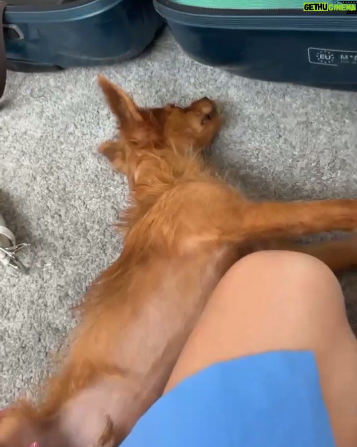 Nerea Rodríguez Instagram - Así es como le hablo a Ron, me tiene así 😍🦊