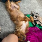 Nerea Rodríguez Instagram – Así es como le hablo a Ron, me tiene así 😍🦊