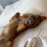 Nerea Rodríguez Instagram – Así es como le hablo a Ron, me tiene así 😍🦊