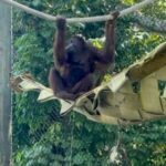 Newt Gingrich Instagram - Great morning at the Naples Zoo with the orangutans! Naples Zoo at Caribbean Gardens