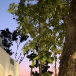 Nia Dinata Instagram – Feeling close to the sky and appreciate its beauty; quieting my busy mind is a necessity🙏🏼 Berbagai gradasi warna langit, sebelum dan sesudah terbenamnya matahari. Kali ini menikmati langit dan obrolan nya bersama Ugyen✨ #skygazing #skyphotography #appreciation #noeditneeded #niamaste