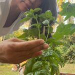 Nia Dinata Instagram - Monday Morning Energy Booster: Bangun tidur ku terus jalan santai, kalem dipagi hari. Mullberries berbuah lagi, sarapan langsung dari pohonnya, daun basil juga siap petik! Kunyah langsung💚. Kemarau masih lanjut, tapi composting sampah basah di rumah juga lanjut & semua ditanam papap penuh dedikasi tinggi🙏🏼 Tiba tiba ada drama puppies kabur dari kandangnya! Panik karena sudah ada tiga yang mau diadopsi, takut mereka hilang. Beneran cerdik ini bayi bayi cari celah. #mondaymotivation #nofilter #kebunrumah