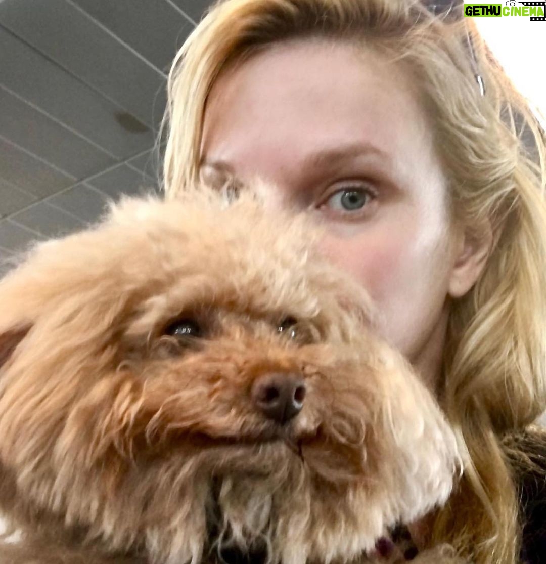 Nicholle Tom - 1.1K Likes - I’m my mommy’s new mask! She says I’m just as good as any #N95 except for my fur going up her nose when she breathes… #NOTCDCapproved #day54 #365daysofchesty @chestychew