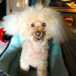 Nicholle Tom Instagram - Chester just got back from the groomers!! So handsome! Happy #InternationalDogDay (even though Chester is half human;) @chestychew Thanks Sofi-pants for the shot!