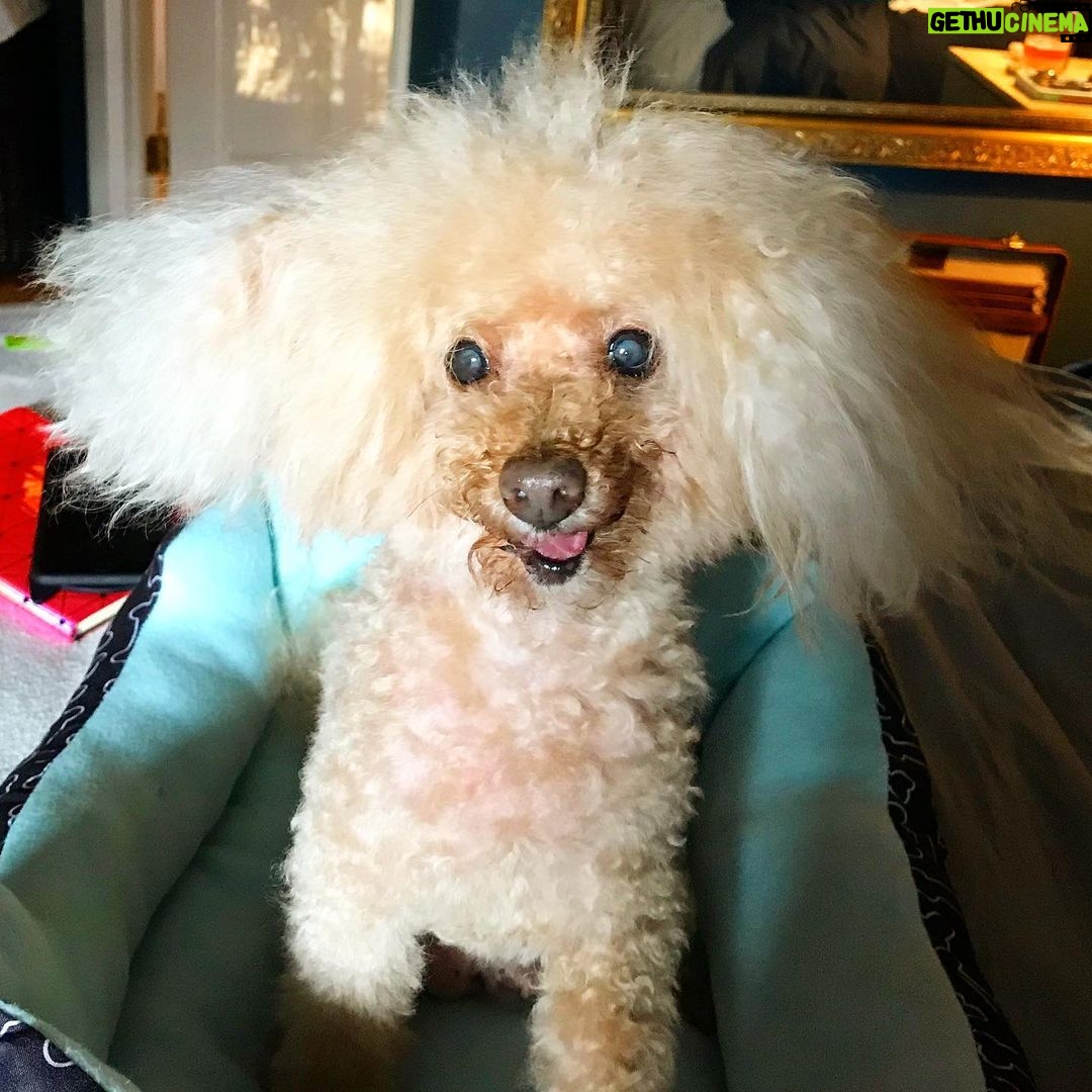 Nicholle Tom - 820 Likes - Chester just got back from the groomers!! So handsome! Happy #InternationalDogDay (even though Chester is half human;) @chestychew Thanks Sofi-pants for the shot!