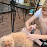 Nicholle Tom Instagram - @chestychew goes to the salon... #babyboy #HomeCuts #PandemicPoodle thanks @rockinpaws for making the brush out so easy! #StayHome #SoHandsome