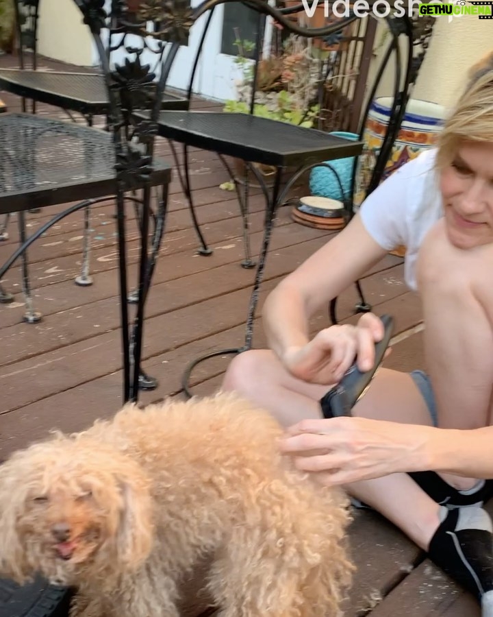 Nicholle Tom - 724 Likes - @chestychew goes to the salon... #babyboy #HomeCuts #PandemicPoodle thanks @rockinpaws for making the brush out so easy! #StayHome #SoHandsome