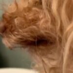 Nicholle Tom Instagram - Rockin’ Paws Rocks! It smells great and @chestychew is so soft! Thank you @rockinpaws #PandemicPoodle #BathTime #LeaveYourMatsAtTheDoor #TheGoodStepmom
