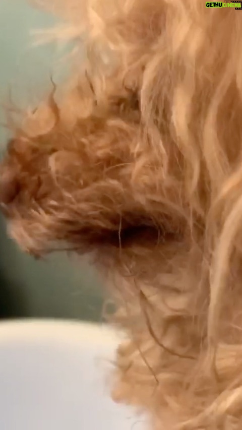 Nicholle Tom Instagram - Rockin’ Paws Rocks! It smells great and @chestychew is so soft! Thank you @rockinpaws #PandemicPoodle #BathTime #LeaveYourMatsAtTheDoor #TheGoodStepmom