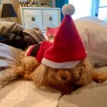 Nicholle Tom Instagram - Too soon?! Happy Thanksgiving! 🦃 I’m grateful for a ton of things—this poodle tops the charts. @chestychew #chestypaws #poodle