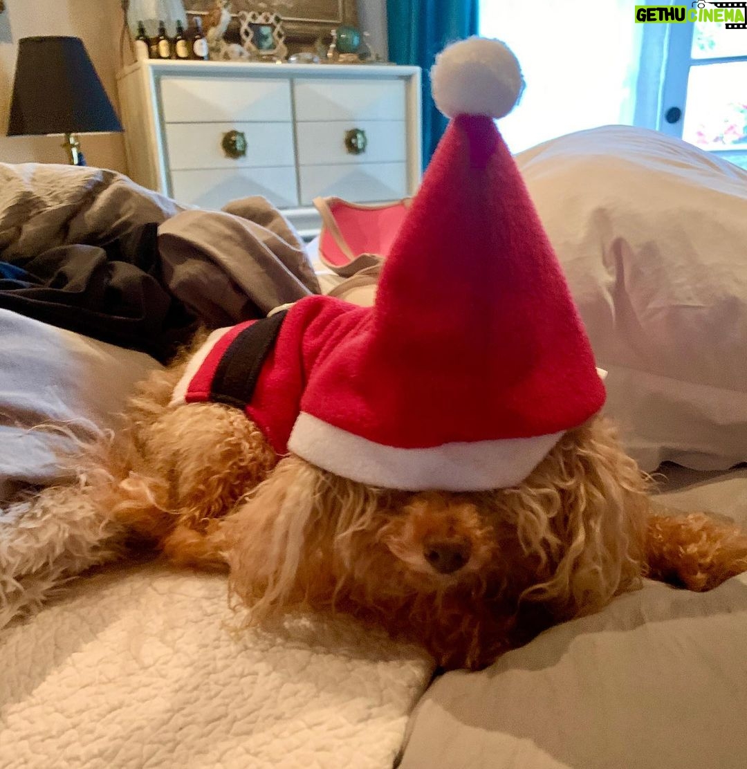 Nicholle Tom Instagram - Too soon?! Happy Thanksgiving! 🦃 I’m grateful for a ton of things—this poodle tops the charts. @chestychew #chestypaws #poodle