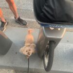 Nicholle Tom Instagram - #Biking in #NYC is the best! @chestychew @blakeclendenin