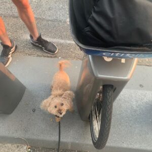 Nicholle Tom Instagram - #Biking in #NYC is the best! @chestychew @blakeclendenin
