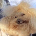 Nicholle Tom Instagram - I’ve been meaning to post this for awhile now but personally it’s just so personal to me that it’s been really hard to talk about and I wanted to tell Chesty’s nearest and dearest first. That said… Last November my baby boy Chesty Chew bounced gracefully across the rainbow bridge. It was one of the saddest yet magical days of my life. Horribly painful because I knew how much I’d miss his unconditional love, support and companionship. I brought him everywhere with me! He was a part of me. My soul baby. But I realized the day he passed that he’ll still always be with me. Just in a different way. When my friend Emily came over with her fiancé Robyn to send Chesty off properly. Emily and I were outside on my back patio when suddenly, the sky went dark. For a moment it was night and then it got so bright we had to look up to see what was happening with the sun! When we looked up, we saw this cloud blocking the sun. Now I know this might sound strange, but I swear it was Chesty! Floating as a cloud above us. Then the cloud literally transformed in front of us. First, it was his whole body and then his face turned towards us. I was like, “Jesus, Emily that cloud looks just like Chesty!” She laughed and immediately agreed! We kept watching it and the cloud then transformed into a million different Chestys. One with just his face and a heart off to the right of his head… One where he was jumping with his tongue hanging out… (See my pictures above. Can you spot Chesty?:) Then the craziest thing of all happened! … (see my first comment below to find out what:)