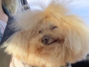 Nicholle Tom Instagram - I’ve been meaning to post this for awhile now but personally it’s just so personal to me that it’s been really hard to talk about and I wanted to tell Chesty’s nearest and dearest first. That said… Last November my baby boy Chesty Chew bounced gracefully across the rainbow bridge. It was one of the saddest yet magical days of my life. Horribly painful because I knew how much I’d miss his unconditional love, support and companionship. I brought him everywhere with me! He was a part of me. My soul baby. But I realized the day he passed that he’ll still always be with me. Just in a different way. 

When my friend Emily came over with her fiancé Robyn to send Chesty off properly. Emily and I were outside on my back patio when suddenly, the sky went dark. For a moment it was night and then it got so bright we had to look up to see what was happening with the sun! When we looked up, we saw this cloud blocking the sun. Now I know this might sound strange, but I swear it was Chesty! Floating as a cloud above us. 

Then the cloud literally transformed in front of us. First, it was his whole body and then his face turned towards us.

I was like, “Jesus, Emily that cloud looks just like Chesty!” She laughed and immediately agreed! 

We kept watching it and the cloud then transformed into a million different Chestys. One with just his face and a heart off to the right of his head… One where he was jumping with his tongue hanging out… (See my pictures above. Can you spot Chesty?:)

Then the craziest thing of all happened! … (see my first comment below to find out what:)