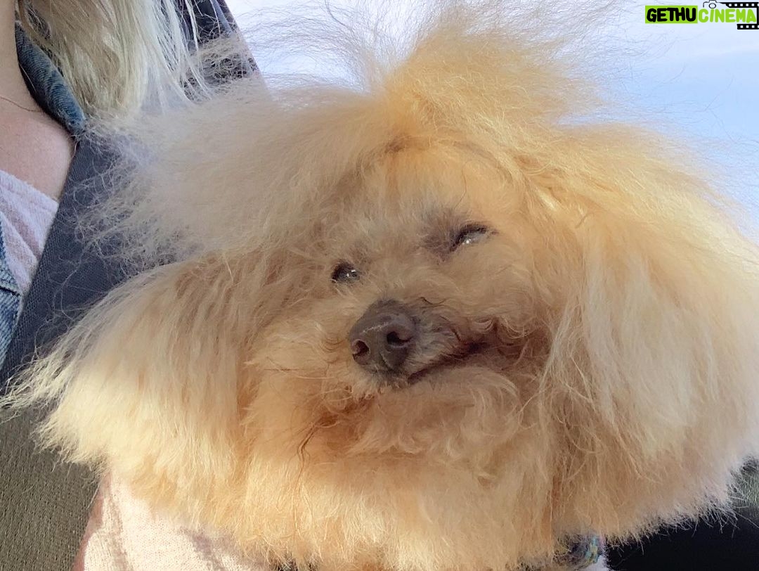 Nicholle Tom - 1.4K Likes - I’ve been meaning to post this for awhile now but personally it’s just so personal to me that it’s been really hard to talk about and I wanted to tell Chesty’s nearest and dearest first. That said… Last November my baby boy Chesty Chew bounced gracefully across the rainbow bridge. It was one of the saddest yet magical days of my life. Horribly painful because I knew how much I’d miss his unconditional love, support and companionship. I brought him everywhere with me! He was a part of me. My soul baby. But I realized the day he passed that he’ll still always be with me. Just in a different way.
When my friend Emily came over with her fiancé Robyn to send Chesty off properly. Emily and I were outside on my back patio when suddenly, the sky went dark. For a moment it was night and then it got so bright we had to look up to see what was happening with the sun! When we looked up, we saw this cloud blocking the sun. Now I know this might sound strange, but I swear it was Chesty! Floating as a cloud above us.
Then the cloud literally transformed in front of us. First, it was his whole body and then his face turned towards us.
I was like, “Jesus, Emily that cloud looks just like Chesty!” She laughed and immediately agreed!
We kept watching it and the cloud then transformed into a million different Chestys. One with just his face and a heart off to the right of his head… One where he was jumping with his tongue hanging out… (See my pictures above. Can you spot Chesty?:)
Then the craziest thing of all happened! … (see my first comment below to find out what:)