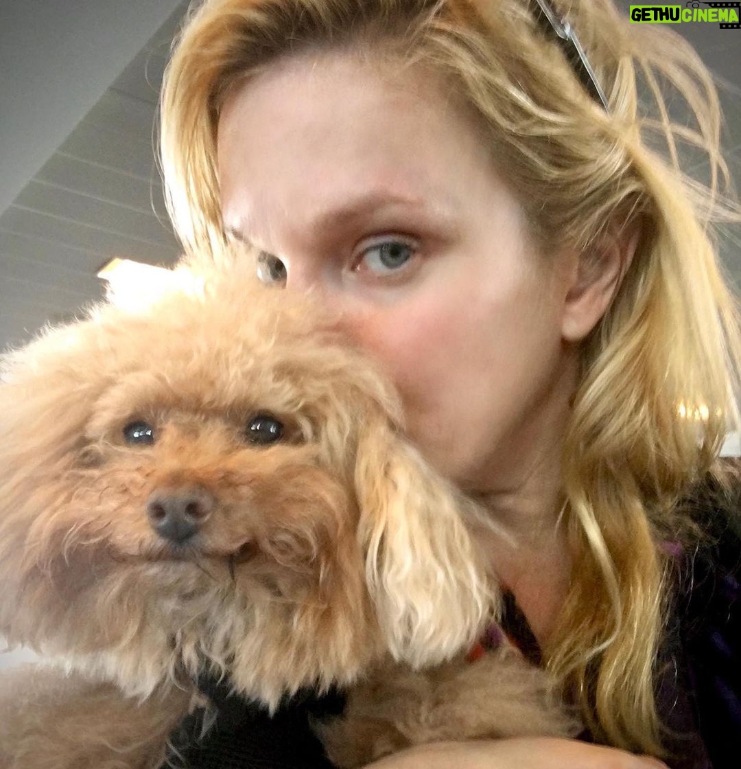 Nicholle Tom - 1.1K Likes - I’m my mommy’s new mask! She says I’m just as good as any #N95 except for my fur going up her nose when she breathes… #NOTCDCapproved #day54 #365daysofchesty @chestychew