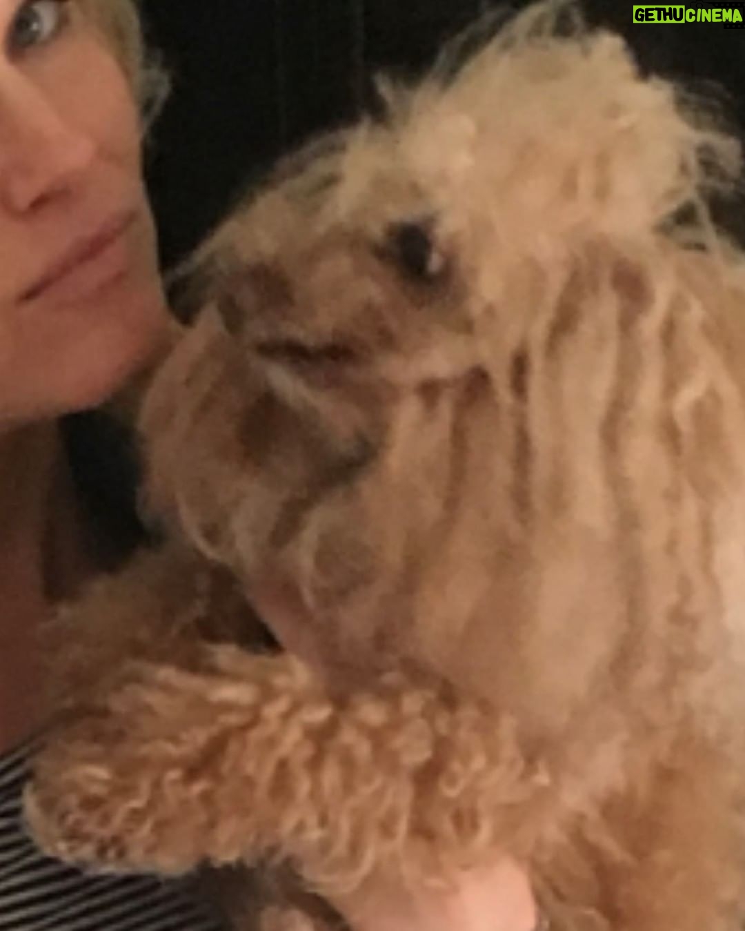 Nicholle Tom Instagram - ‘You smell that Mommy?’ ‘Wait let me check… I do Chesty, yes, I do’ #random #day17 #365daysofchesty #SmellingsAGoodThing #Sense #HappyMLKDay #poodle #poodlesofinstagram