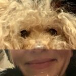 Nicholle Tom Instagram - 1/2 #Poodle 1/2 #Person #365DaysofChesty #Day4 @nicholletom