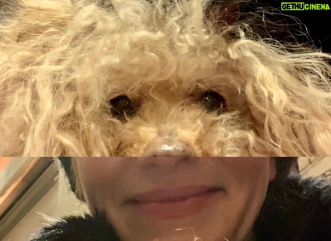 Nicholle Tom Instagram - 1/2 #Poodle 1/2 #Person #365DaysofChesty #Day4 @nicholletom