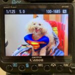 Nicholle Tom Instagram - My mommy says ‘I’m a Super Boy!’ #ManofSteal #Superdog @nicholletom #Metropolis #Superman #SupermanCelebration