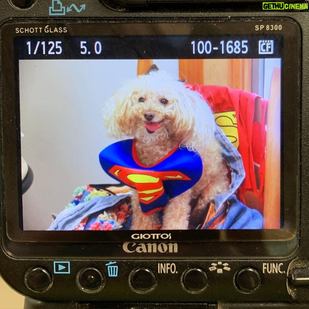 Nicholle Tom Instagram - My mommy says ‘I’m a Super Boy!’ #ManofSteal #Superdog @nicholletom #Metropolis #Superman #SupermanCelebration